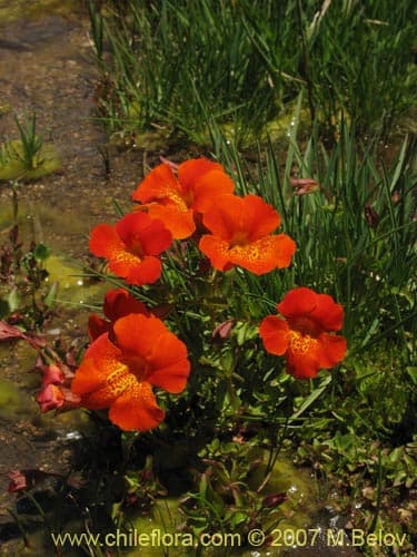 Mimulus cupreus